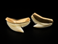 Vintage 14K Gold Shark Tooth Earrings